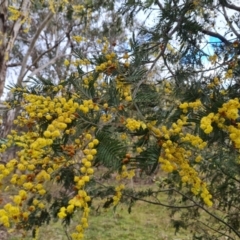 Acacia dealbata at O'Malley, ACT - 16 Sep 2022