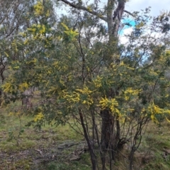 Acacia dealbata at O'Malley, ACT - 16 Sep 2022 02:39 PM