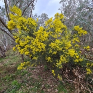 Acacia boormanii at O'Malley, ACT - 16 Sep 2022