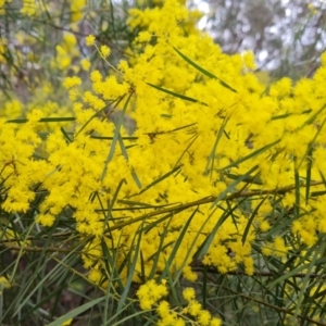 Acacia boormanii at O'Malley, ACT - 16 Sep 2022