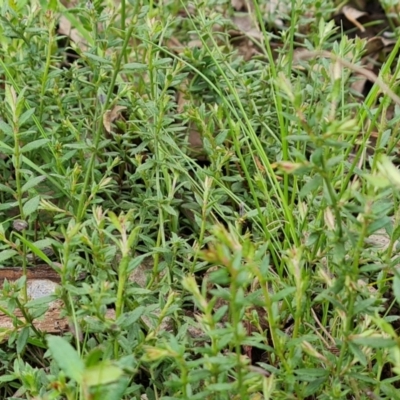 Gonocarpus tetragynus (Common Raspwort) at Mount Mugga Mugga - 16 Sep 2022 by Mike