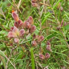 Dillwynia sp. Yetholme (P.C.Jobson 5080) NSW Herbarium at Mount Mugga Mugga - 16 Sep 2022 by Mike