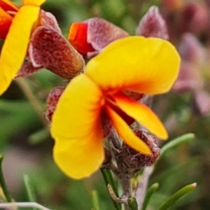 Dillwynia sp. Yetholme (P.C.Jobson 5080) NSW Herbarium at O'Malley, ACT - 16 Sep 2022 02:28 PM