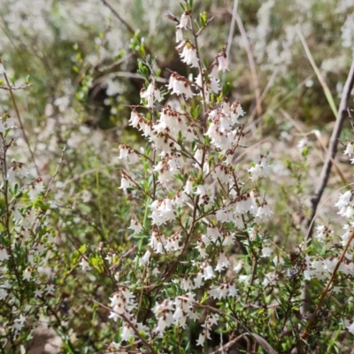 Cryptandra amara (Bitter Cryptandra) at O'Malley, ACT - 16 Sep 2022 by Mike