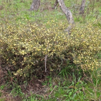 Acacia ulicifolia (Prickly Moses) at O'Malley, ACT - 16 Sep 2022 by Mike