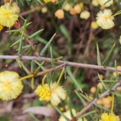 Acacia ulicifolia at O'Malley, ACT - 16 Sep 2022