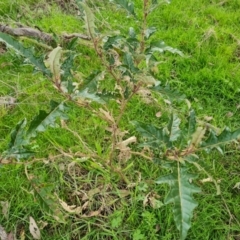 Solanum cinereum (Narrawa Burr) at Mount Mugga Mugga - 16 Sep 2022 by Mike