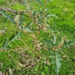 Solanum cinereum (Narrawa Burr) at O'Malley, ACT - 16 Sep 2022 by Mike