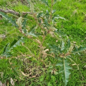 Solanum cinereum at O'Malley, ACT - 16 Sep 2022