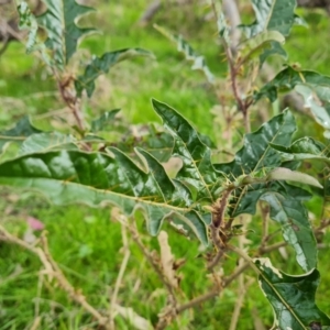 Solanum cinereum at O'Malley, ACT - 16 Sep 2022