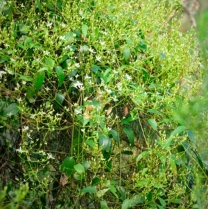 Clematis glycinoides at Tallong, NSW - 14 Sep 2022 12:29 PM