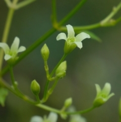 Clematis glycinoides at Tallong, NSW - 14 Sep 2022 12:29 PM