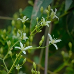 Clematis glycinoides at Tallong, NSW - 14 Sep 2022 12:29 PM