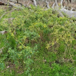 Solanum chenopodioides at O'Malley, ACT - 16 Sep 2022 02:57 PM