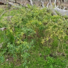 Solanum chenopodioides (Whitetip Nightshade) at Mount Mugga Mugga - 16 Sep 2022 by Mike