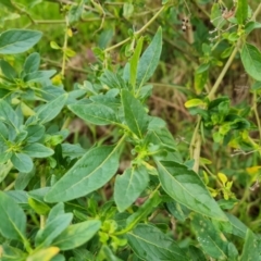 Solanum chenopodioides at O'Malley, ACT - 16 Sep 2022