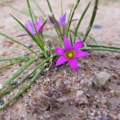 Romulea rosea var. australis (Onion Grass) at Tralee, NSW - 16 Sep 2022 by RomanSoroka