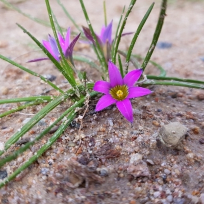 Romulea rosea var. australis (Onion Grass) at Tralee, NSW - 16 Sep 2022 by RomanSoroka