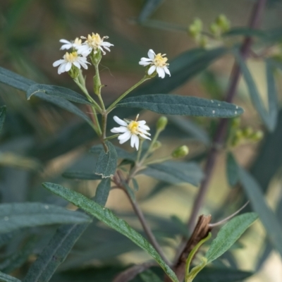 Olearia alpicola (Alpine Daisy Bush) at Tallong, NSW - 14 Sep 2022 by Aussiegall