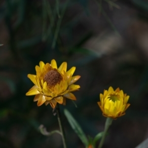 Xerochrysum bracteatum at Tallong, NSW - 14 Sep 2022