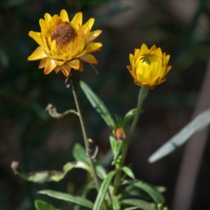 Xerochrysum bracteatum at Tallong, NSW - 14 Sep 2022 11:09 AM