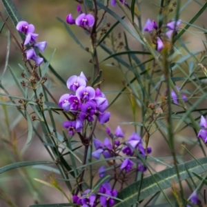 Hardenbergia violacea at Tallong, NSW - 14 Sep 2022