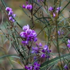 Hardenbergia violacea (False Sarsaparilla) at Tallong, NSW - 14 Sep 2022 by Aussiegall