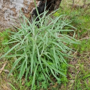 Senecio quadridentatus at O'Malley, ACT - 16 Sep 2022