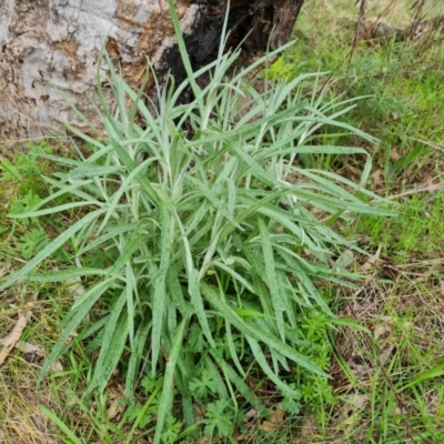 Senecio quadridentatus (Cotton Fireweed) at Mount Mugga Mugga - 16 Sep 2022 by Mike