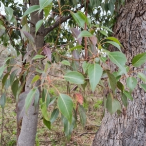 Brachychiton populneus subsp. populneus at O'Malley, ACT - 16 Sep 2022 03:19 PM