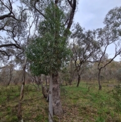 Brachychiton populneus subsp. populneus at O'Malley, ACT - 16 Sep 2022