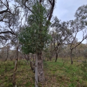 Brachychiton populneus subsp. populneus at O'Malley, ACT - 16 Sep 2022 03:19 PM