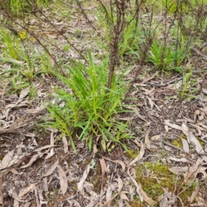 Xerochrysum viscosum at O'Malley, ACT - 16 Sep 2022