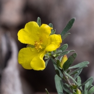 Hibbertia obtusifolia at Tallong, NSW - 14 Sep 2022