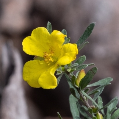 Hibbertia obtusifolia (Grey Guinea-flower) at Tallong, NSW - 14 Sep 2022 by Aussiegall