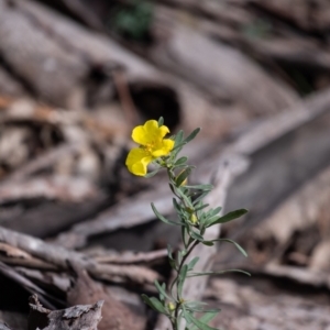 Hibbertia obtusifolia at Tallong, NSW - 14 Sep 2022