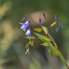 Stypandra glauca (Nodding Blue Lily) at Tallong, NSW - 14 Sep 2022 by Aussiegall