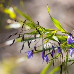 Stypandra glauca at Tallong, NSW - 14 Sep 2022