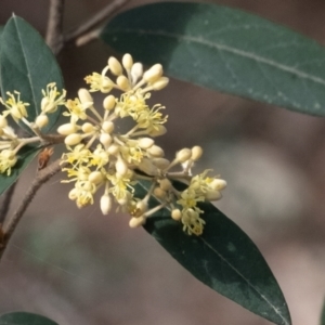 Pomaderris andromedifolia at Tallong, NSW - 14 Sep 2022 10:50 AM