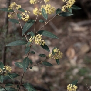 Pomaderris andromedifolia at Tallong, NSW - 14 Sep 2022 10:50 AM