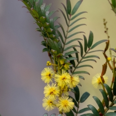 Acacia terminalis (Sunshine Wattle) at Tallong, NSW - 14 Sep 2022 by Aussiegall