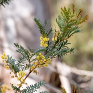 Acacia terminalis at Tallong, NSW - 14 Sep 2022