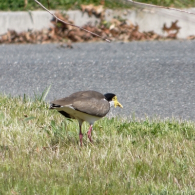 Vanellus miles (Masked Lapwing) at Lyneham, ACT - 16 Sep 2022 by RobertD