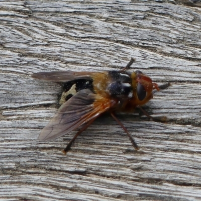 Microtropesa sp. (genus) (Tachinid fly) at Tralee, NSW - 16 Sep 2022 by RomanSoroka