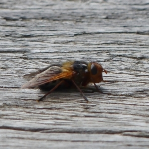 Microtropesa sp. (genus) at Tralee, NSW - 16 Sep 2022