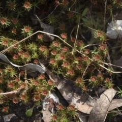 Polytrichaceae at Gossan Hill - 13 Sep 2022 by AlisonMilton