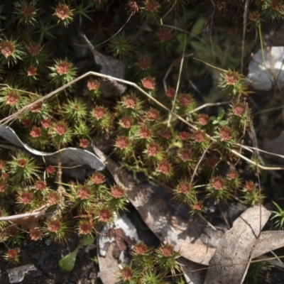 Polytrichaceae at Bruce, ACT - 13 Sep 2022 by AlisonMilton