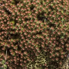 Polytrichaceae at Bruce, ACT - 13 Sep 2022