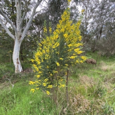 Genista monspessulana (Cape Broom, Montpellier Broom) at Bruce Ridge to Gossan Hill - 16 Sep 2022 by SteveBorkowskis