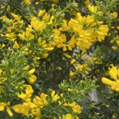 Genista monspessulana at Bruce, ACT - 16 Sep 2022 12:41 PM